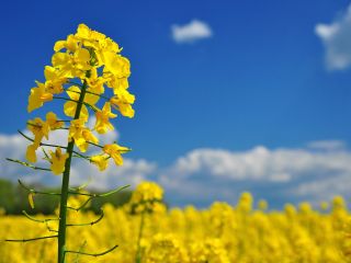 Dzień dobry! Jesteśmy europejską firmą UAB SIRIUSAS, która jest