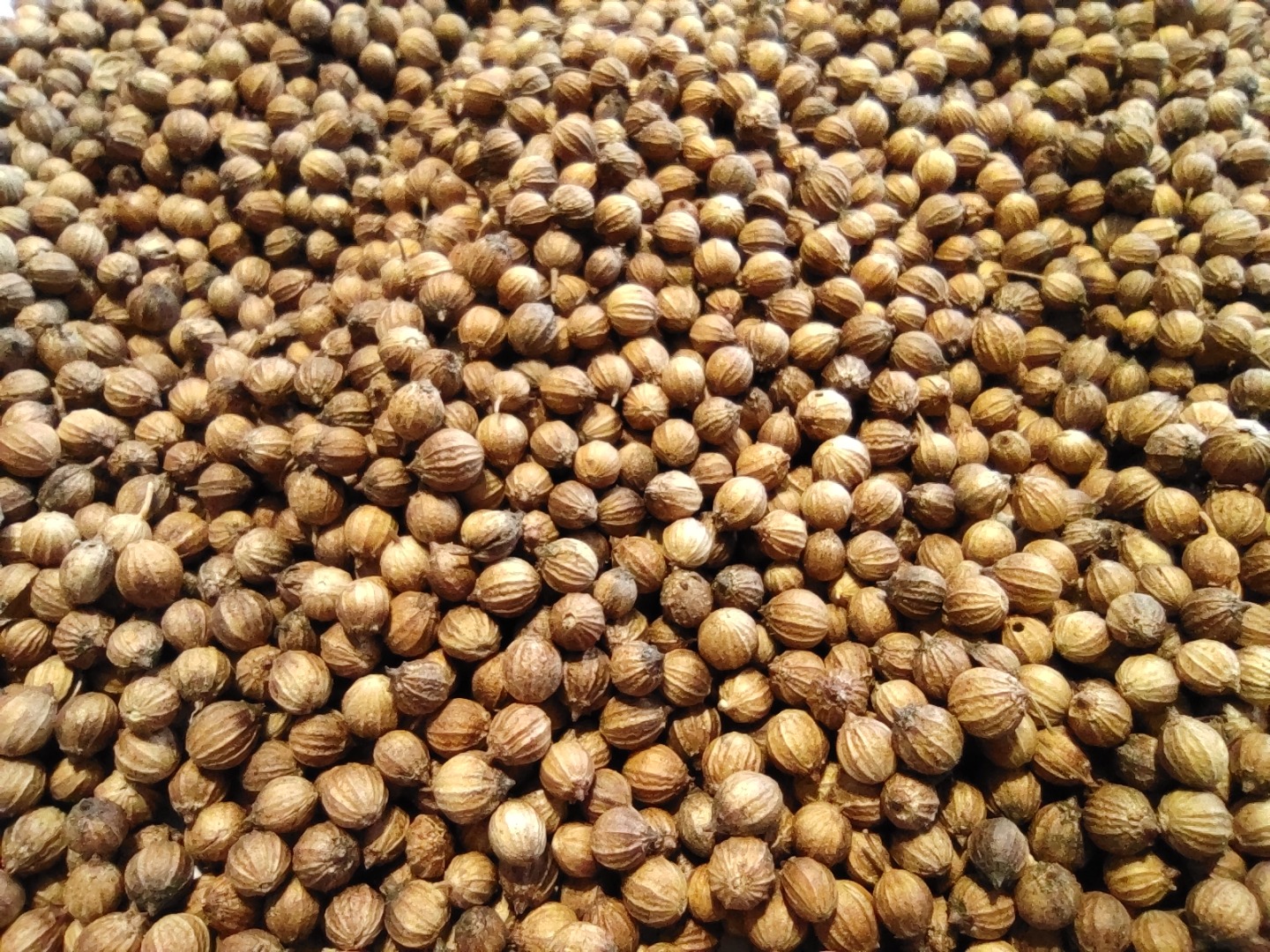 Jesteśmy producentem rolnym i firmą przetwórczą w Bułgarii iw tej chwili mamy w naszych zapasach kolendrę organiczną i konwencjonalną, jeśli jesteś