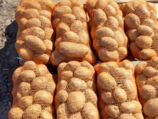 Sprzedam ziemniaki w worku 10 kg..więcej szczegółów