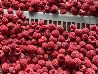 W ofercie maliny z sezonu 2022. Jakość 90/10 i
