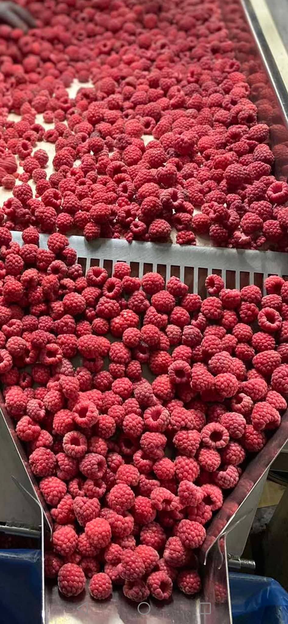 W ofercie maliny z sezonu 2022