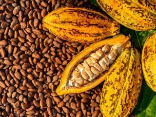 Oferujemy naturalne suszone ziarna kakaowe z lasów deszczowych Afryki