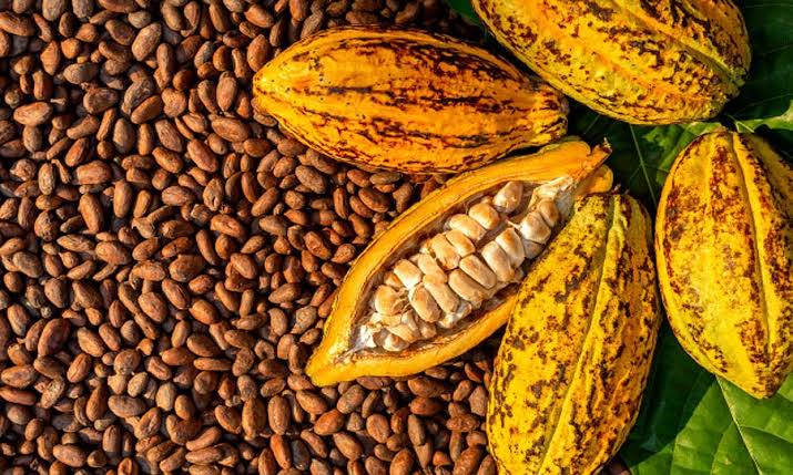 Oferujemy naturalne suszone ziarna kakaowe z lasów deszczowych Afryki Zachodniej, dostarczamy w możliwie najkrótszym terminie