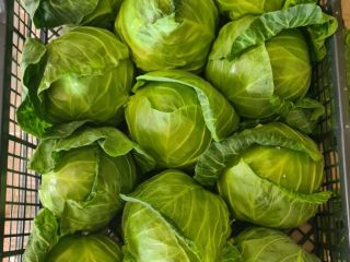 Kapusta jara (produkcja macedońska) * kontakt: Ana
