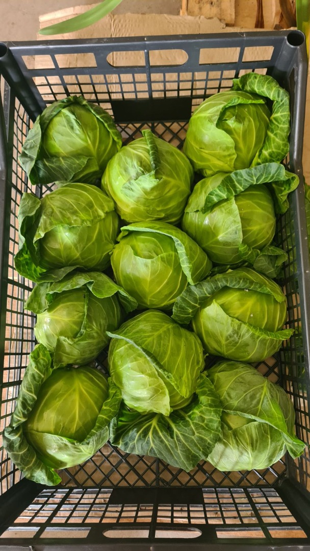Kapusta jara (produkcja macedońska) * kontakt: Ana