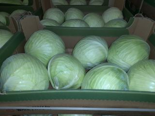 Sprzedam kapustę białą z chłodni kaliber od 1 kg