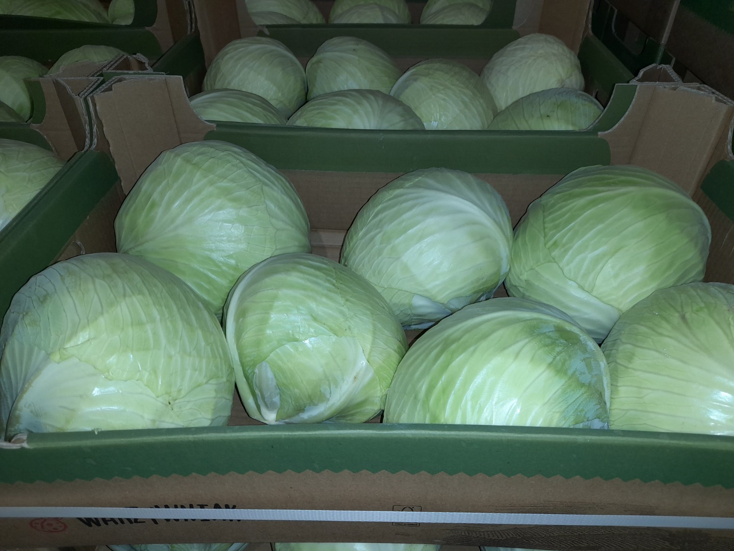 Sprzedam kapustę białą z chłodni kaliber od 1 kg do 3,5 kg