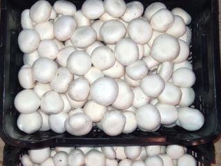 Poszukuję odbiorcy produkcja całoroczna