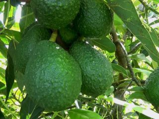 Hass Avocado Pudełka kartonowe najwyższej jakości, paletyzowane i spinane.