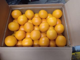 Pomarańczowy valencia maroc późny kot 1 Rodzaj opakowania: karton