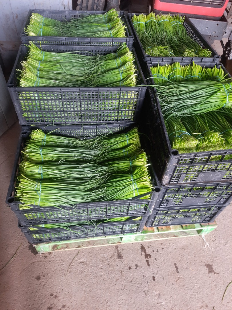 Sprzedam szczypiorek z gruntu na wagę lub sztuki