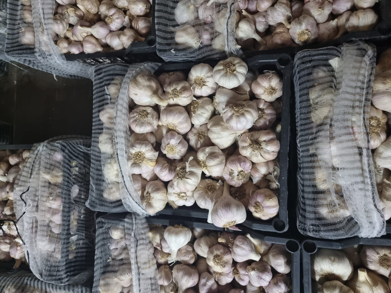 Zapraszamy po czosnek Kraj pochodzenia Egipt Ostatnie 5 palet Okolice Grójca Kaliber 35-55 cena 4 zł / kg Stary w bardzo dobrej kondycji Zadzwoń lub napisz