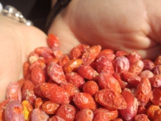 Pochodzące wyłącznie z polskich plantacji liofilizowane Jagody Goji bez