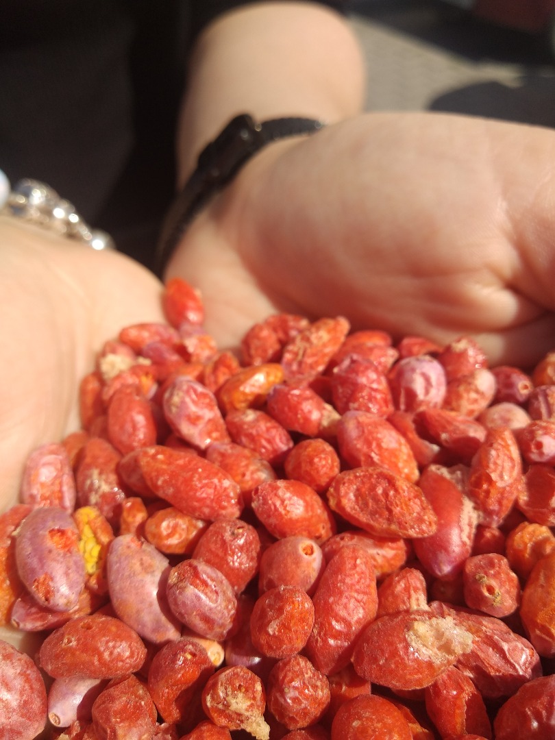 Pochodzące wyłącznie z polskich plantacji liofilizowane Jagody Goji bez dodatku cukru