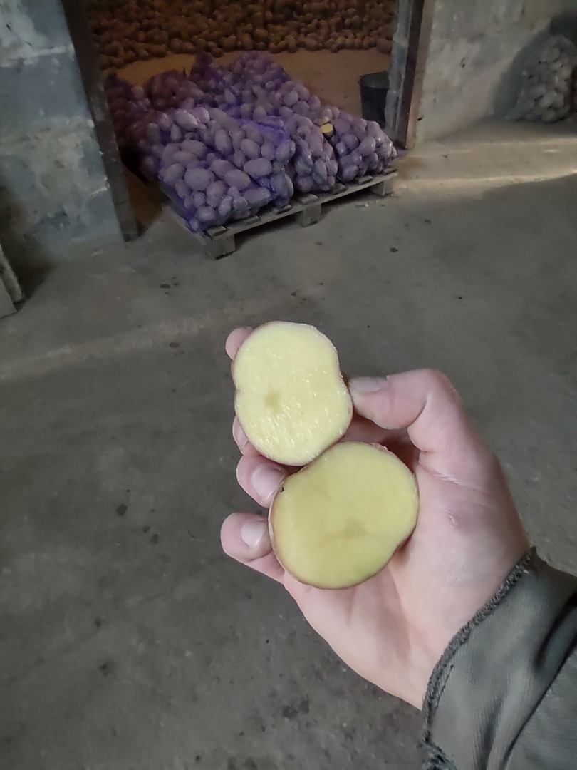 Sprzedam ziemniaki czerwone bellarosa kał.45+ Ziemniaki zdrowe bez parcha czy drutowca Pakowane w worek 15kg wiązany Cena do hurtu Możliwość transportu