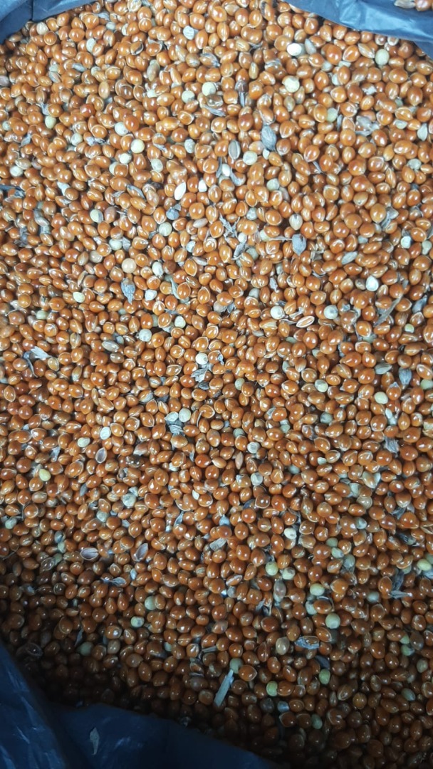 Dzień dobry Oferuję 435€ za proso czerwone 350t 375€ za proso żółte 200t 320€ za sorgo czerwone 500t Dostawa jest omawiana w całej Europie