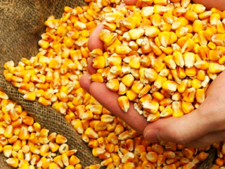 Kukurydza. Kraj pochodzenia: Ukraina; bez GMO; Wilgotność: nie więcej
