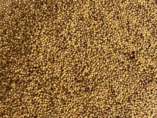 Sprzedam gorczycę żółtą, grube ziarno. Wilgotność max 9%, czystość