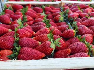 Najwyższej jakości truskawki z Albanii gotowe do eksportu. Sezon