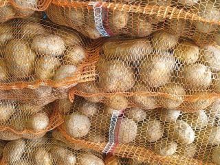 Sprzedam ziemniaki jadalne odmiany Vineta Pakowane w worki po