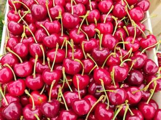 jakość premium --- sprzedaż EXPORT rusza od 25 maja