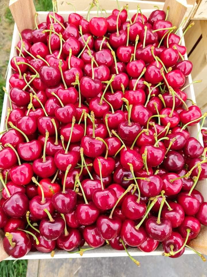 jakość premium --- sprzedaż EXPORT rusza od 25 maja Info pod numer Viber, Whatsapp