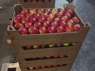 We offer apples for sale: Idared, Jonaprince, Golden, Gala,