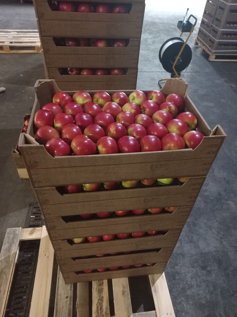 We offer apples for sale: Idared, Jonaprince, Golden, Gala, Red Cup, and other popular varieties in export quality, in full truck quantities