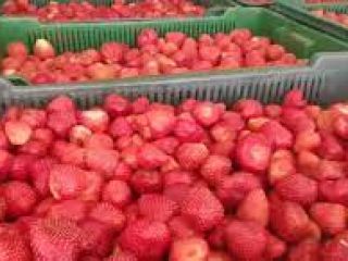 Dobry dzień. Kierownik ZED (przedstawiciel) Berry Trade LLC kontaktuje