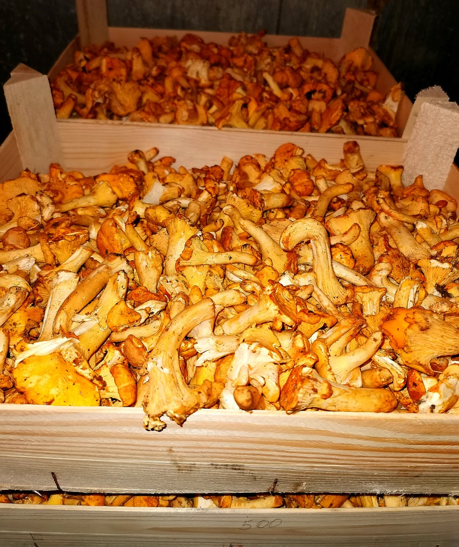 Poszukuję dostawców kurek