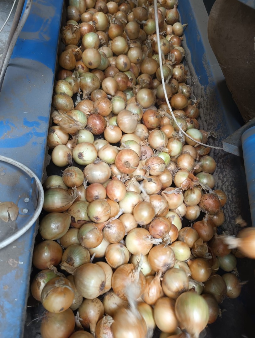 Cebula żółta, czerwona, różowa hurtowy eksport w dużych ilościach Cebula żółta, czerwona, różowa Opakowanie siatkowe szyte 15,20 kg lub duże beg 1 tona Cebula