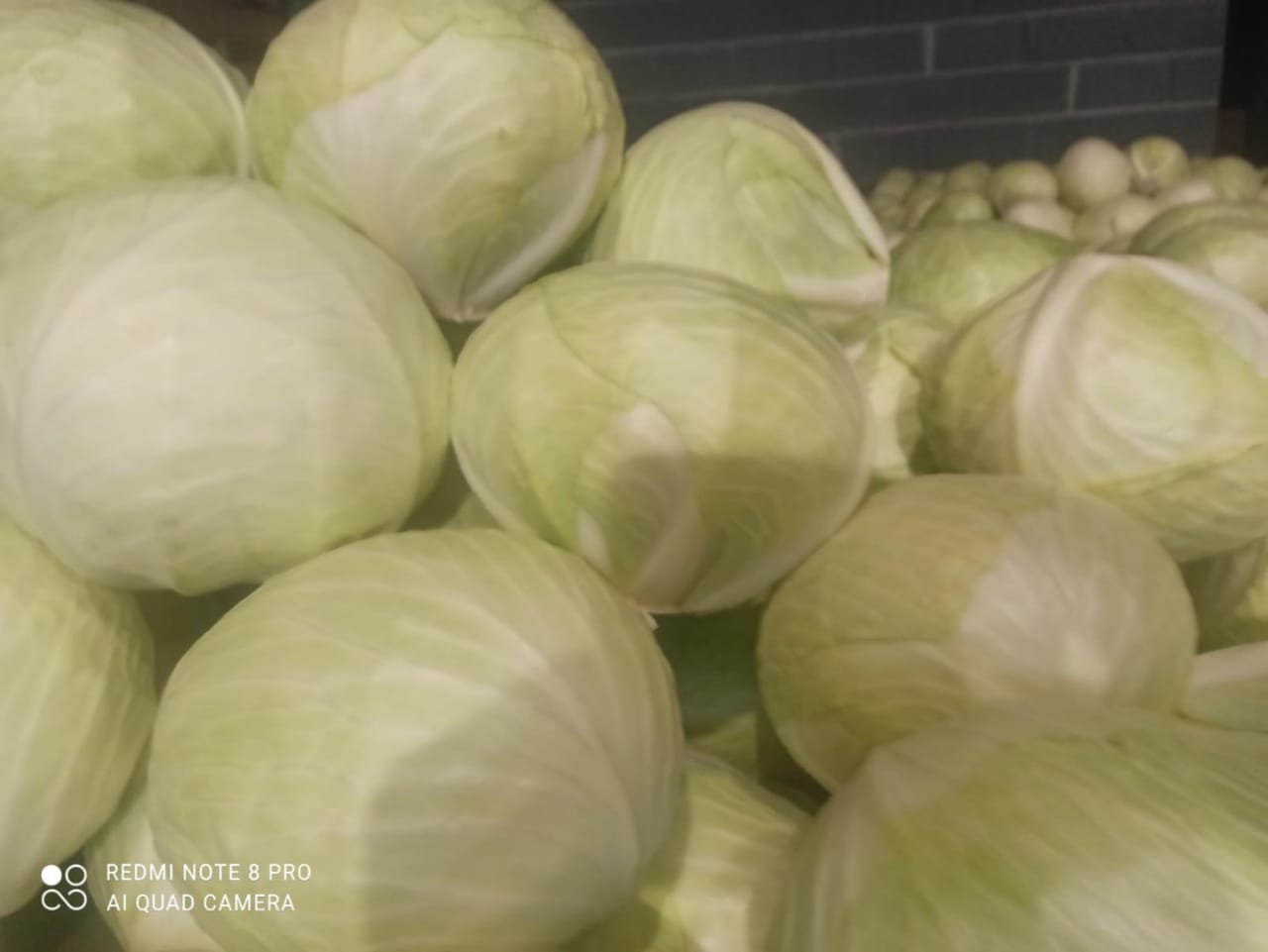 Kapusta biała i inne warzywa eksport dużych ilości Kapusta biała jakość rynkowa od 1 do 3 kg opakowanie karton jakość przemysłowa od 3,5 kg cięty big bag 1