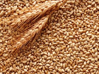 Pszenica paszowa 6000 ton. Kraj pochodzenia: Ukraina; bez GMO;