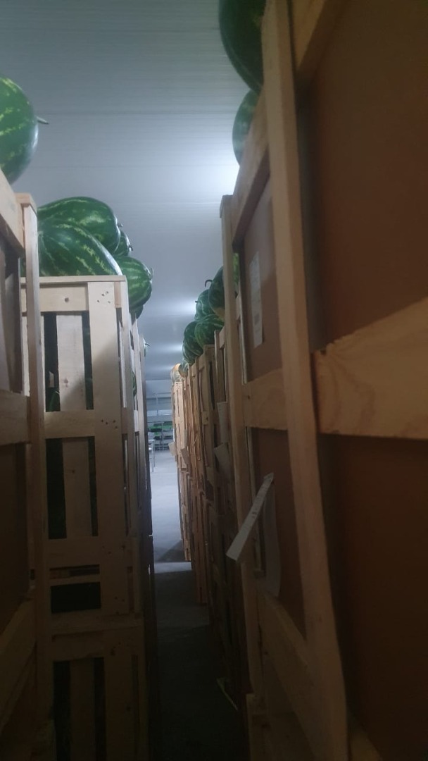 Arbuzy pochodzenia zagora 100% rozmiary 8-15kg stopnie Brixa "15" gwarantowana jakość Cała Hiszpania i Europa