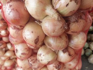 Sprzedam Cebula młoda z Uzbekistanu. Bezpośrednio od producenta do