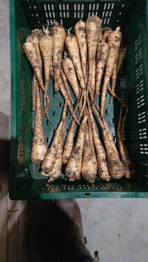 Witam Panią, mogę Państwu zaoferować różne warzywa przez cały rok, takie jak ziemniaki, cebula, marchew, por, sałata, kapusta, obie uprawy polowe, niemyte