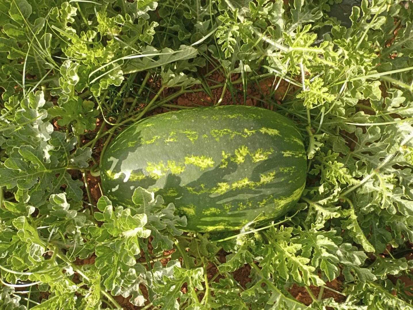 Arbuzy z Maroka w szczególności Zagora, 100% kaliber, 8-15 kg, bardzo dobry smak z gwarancją najwyższej jakości