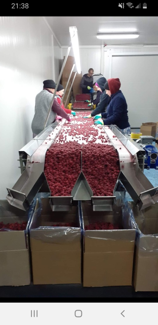 Mrożone maliny Willamette Jakość 90/10 (może być też 95/5) Opakowanie 1/10kg (może być też 4x2,5kg) kraft