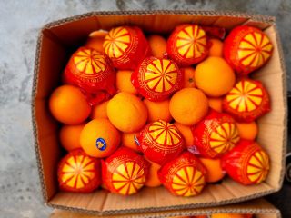 Oferujemy Państwu soczyste pomarańcze Valencia prosto z Egiptu Pierwsza