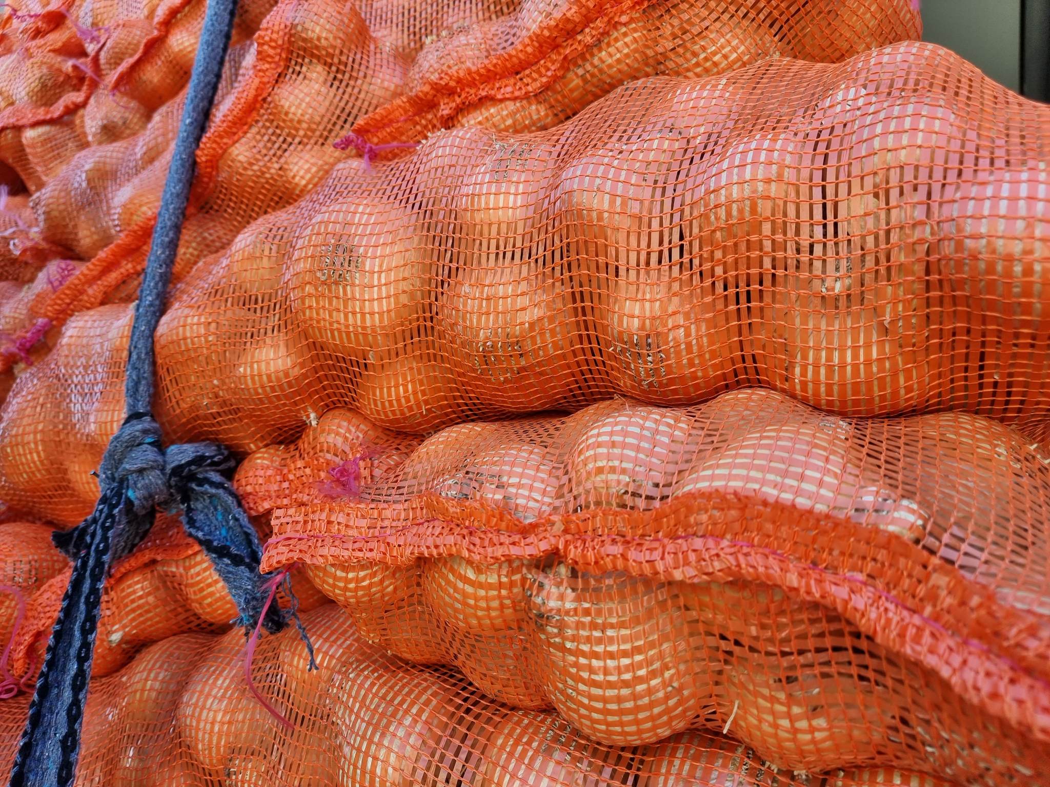 Serdecznie zapraszamy po cebulę prosto z Egiptu Rozmiary: od 4,5 do 9 Nowa cena 2,9 zł/ kg Okolice Grójca