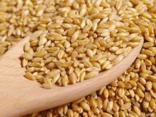 Jest całoroczny skup Pszenicy, zapraszam producentów i pośredników do