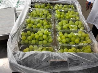 Winogrona Thompson Seedless Minimum 1 paleta : 400 kg
