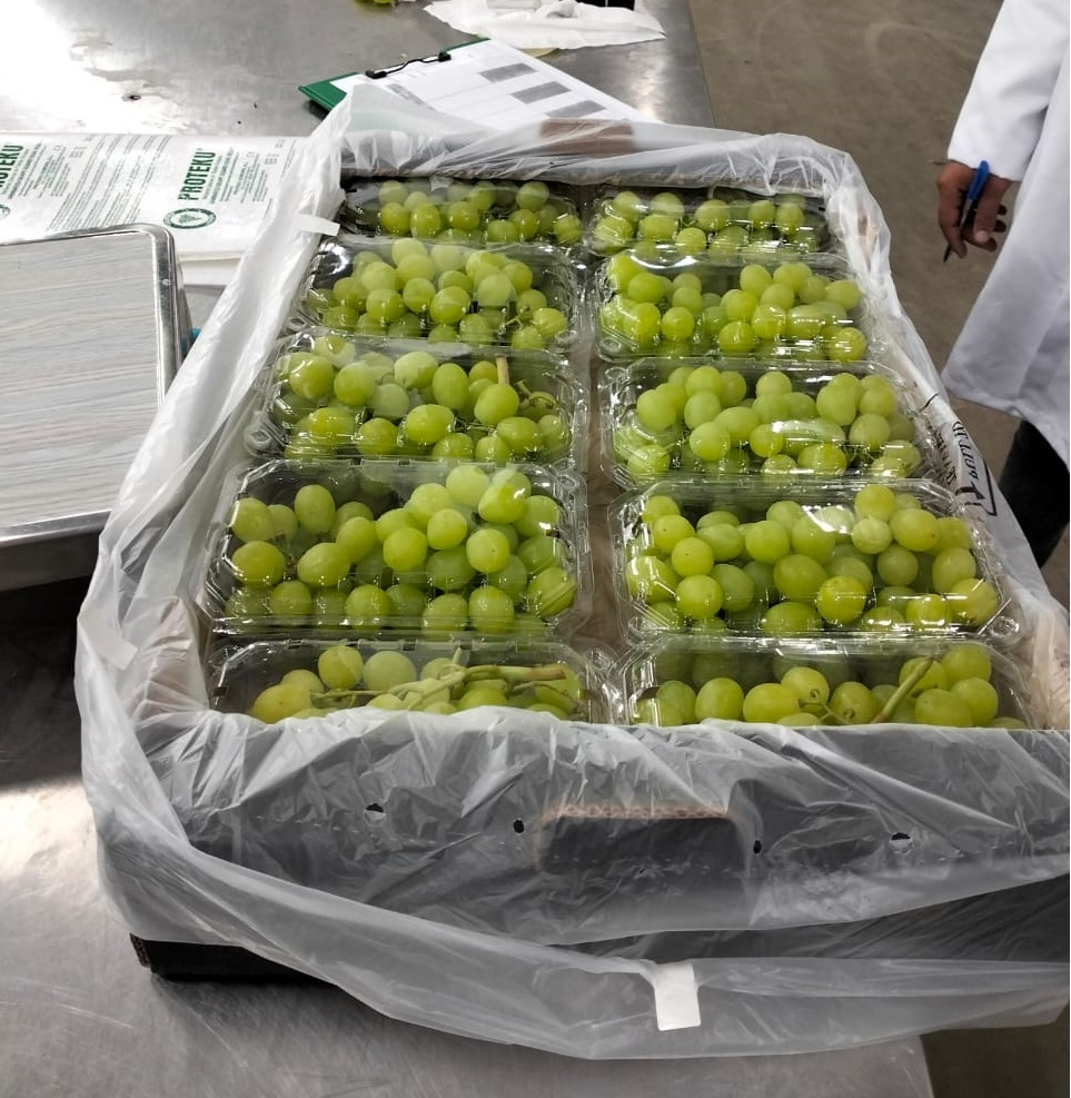 Winogrona Thompson Seedless Minimum 1 paleta : 400 kg Pakowane w punnet 0,5 kg x 10 sztuk
