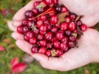Sprzedam Czarną Czerwoną Żurawinę Super Jakość Współpracuję z econt.Lub