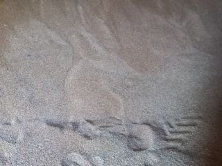 Sprzedam około 30 ton zyta hybrydowego pierwszy rok po
