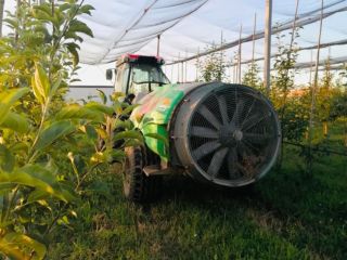 Poszukujemy nowych współpracowników! Organicznie certyfikowane jabłka Golden Delicious. Super