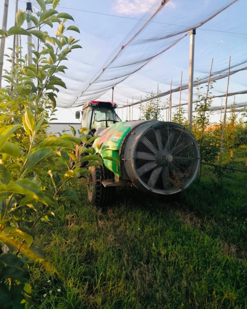 Poszukujemy nowych współpracowników! Organicznie certyfikowane jabłka Golden Delicious