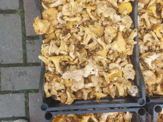 Sprzedam pieczarki Chantarella świeże, mrożone i suszone wszelkich informacji