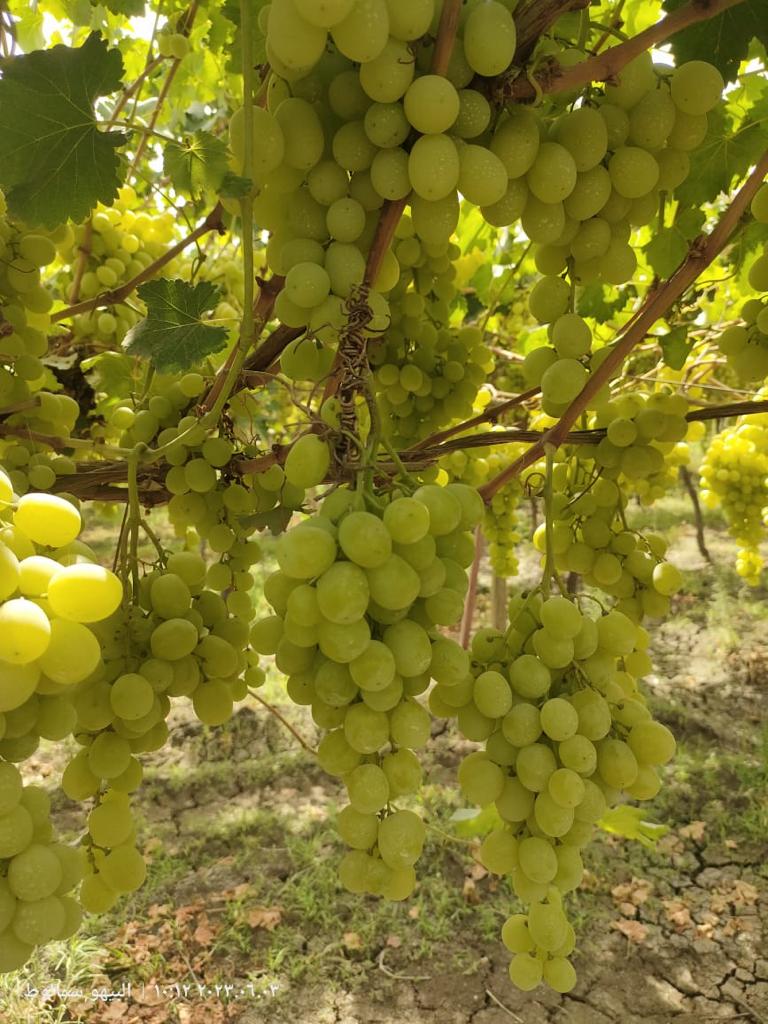 Jesteśmy dostawcą i hodowcą świeżych winogron z Egiptu