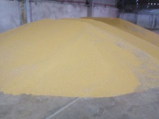 Producent rolny sprzedaje gorczycę żółtą pakowaną w Big Bagi